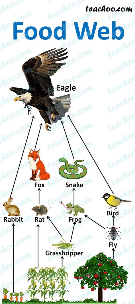 Food Chain and Food Web - Meaning, Diagrams, Examples - Teachoo Food Chain Animals, Food Web Diagram, Food Web Projects Ideas, Animal Food Chain Project, Food Chain Project For Kids, Food Web Drawing, Food Chain Drawing, Food Chain Poster, Food Web Project