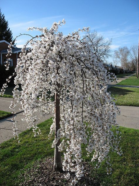 Ornamental Trees Landscaping, Small Weeping Trees, Ornamental Cherry, Weeping Cherry Tree, Weeping Trees, Weeping Cherry, Front Landscaping, Ornamental Trees, Front House Landscaping