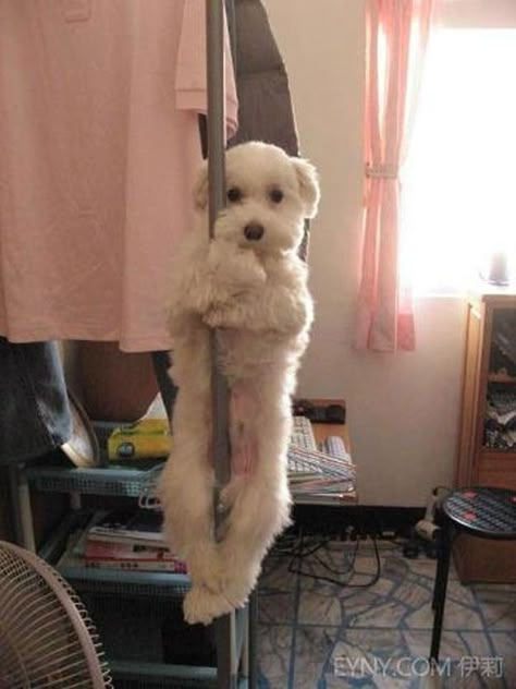 Funny Dog Pictures, Pole Dance, Funny Animal Pictures, Dog Memes, Pole Dancing, 귀여운 동물, Dog Pictures, Funny Cute, Funny Dogs