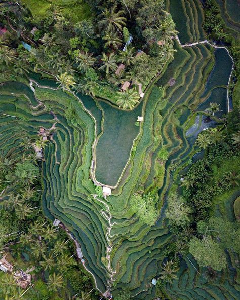 Raw Coffee Beans, Farm And Garden, Bali Waterfalls, Aerial Photography Drone, Farm Photography, Coffee Farm, Garden Coffee, Nature Architecture, Vintage Volkswagen