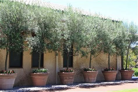 Tuscan Landscape Design, Arbequina Olive Tree, Olivier En Pot, Olive Trees Garden, Potted Gardens, Growing Olive Trees, Potted Olive Tree, Patio Trees, Tuscan Garden