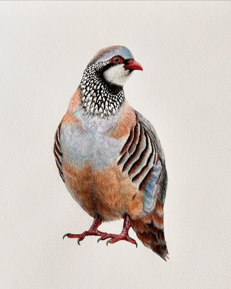 Curveball: It’s mostly pencil ✏️😵 Who even am I? 😂😋 I haven’t painted in so long and my coloured aquarelle pencils looked so tempting and then I just went with it! It sure is big news, everyone 😂 But it’s also a pretty Red-legged Partridge - aren’t their neck feathers beautiful? 😍 #artist #art #original #mixedmedia #pencil #paint #watercolour #bird #partridge #artwork #southafrica #internationalshipping Partridge Drawing, Partridge Illustration, Partridge Bird, Watercolour Bird, Popular Christmas Songs, Partridge In A Pear Tree, Modern Folk Art, Pencil Drawings Of Animals, Modern Folk