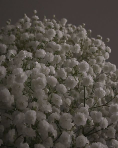 baby’s breath Baby's Breath Aesthetic, Babys Breath Aesthetic, Dried Baby Breath, Sensory Images, Babies Breath, Baby Breath, Baby S Breath, Nothing But Flowers, Dark Art Illustrations