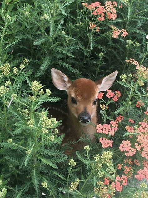 Deer In Flowers, Pictures Of Deer, Deer In Nature, Deer Beauty, Blue Sunrise, Animals In Nature, Photography Clouds, Deer Wallpaper, Animals Aesthetic