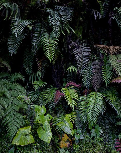 Peruvian Aesthetic, Cod Oc, Vbs Jungle, Snake Painting, Rainforest Plants, Amazon Forest, Tree Paintings, Painting References, Cloud Forest