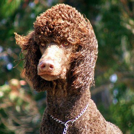 Top 10 Dog Breeds, Smartest Dogs, Smartest Dog Breeds, Assistance Dog, Standard Poodles, Dog Varieties, Popular Dog Breeds, Most Popular Dog Breeds, Bird Hunting