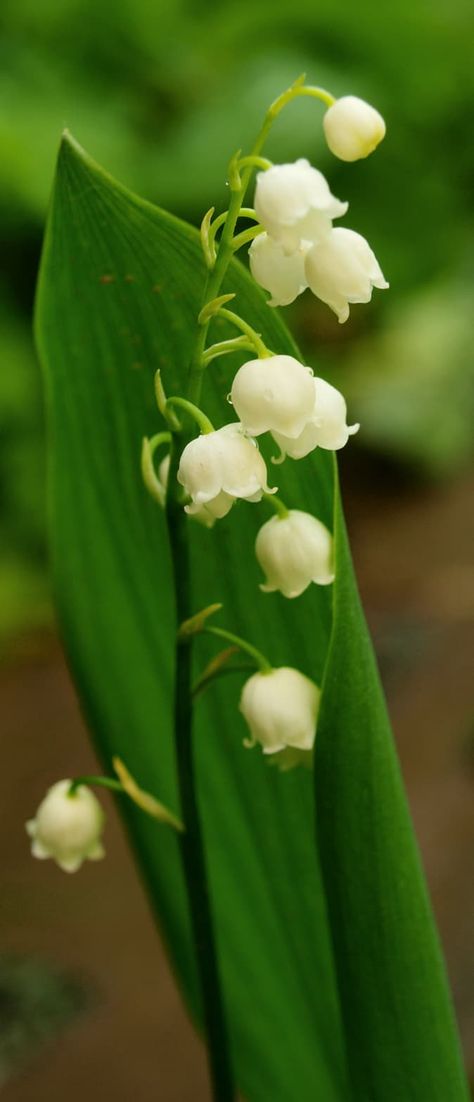 Shade-Loving Flowering Plants for a Woodland Garden | Dengarden Shade Tolerant Plants, Woodland Plants, Woodland Flowers, Lily Of The Valley Flowers, Forest Plants, Valley Flowers, Aromatic Plant, Shade Flowers, Garden Shrubs