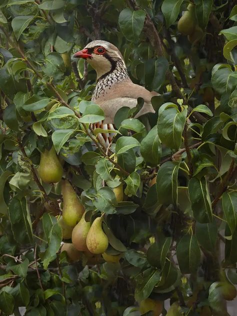 Five Golden Rings, Seven Swans, 12 Days Of Xmas, Christmas Lyrics, Partridge In A Pear Tree, Bird Costume, Partridge Family, Pear Trees, Pear Tree