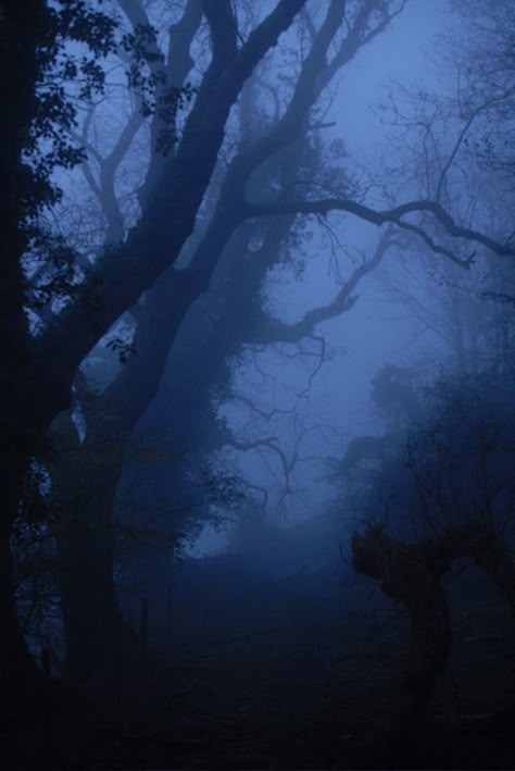 dark ƒσяєѕт Foggy Forest, The Fog, In The Dark, Dark Blue, Walking, Trees, Forest, Animals, Blue