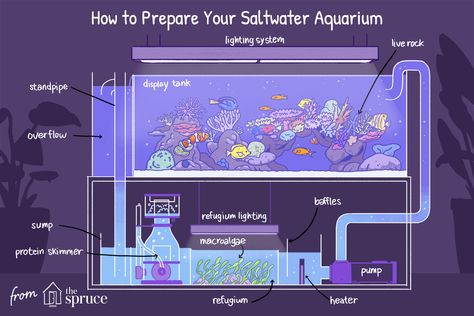 Cool Aquariums, Saltwater Tank Setup, Saltwater Aquarium Beginner, Reef Tank Aquascaping, Saltwater Aquarium Setup, Aquarium Sump, Coral Fish Tank, Coral Aquarium, Aquarium Set