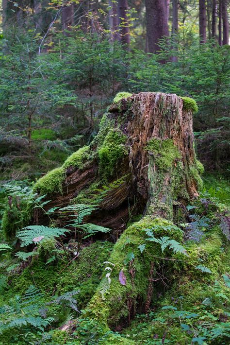 Tree Photo Reference, Forest Floor Photography, Mossy Stump, Tree Concept Art, Swamp Trees, Tree Reference, Mossy Log, Forest Inspiration, Mushroom Tree