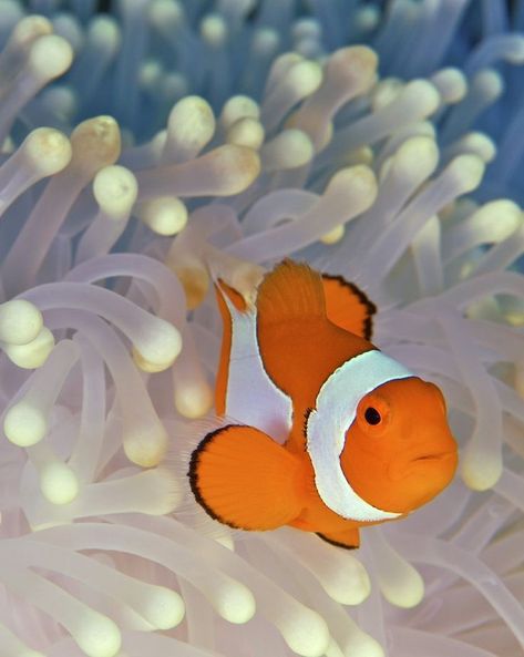 Reference Photos For Artists, Clownfish, Marine Fish, Clown Fish, Sea Lion, Underwater World, Itty Bitty, Sea Animals, Macro Photography