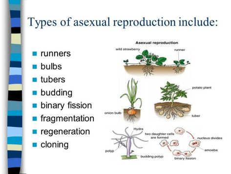 Types of asexual reproduction ( Binary fission , Budding , Regeneration , Sporogony , Parthenogenesis & Tissues culture ) Asexual Reproduction In Plants, Types Of Asexual Reproduction, Unicellular Organisms, Reproduction In Plants, Strawberry Runners, Asexual Reproduction, Somatic Cell, How To Plant Carrots, Plant In Glass