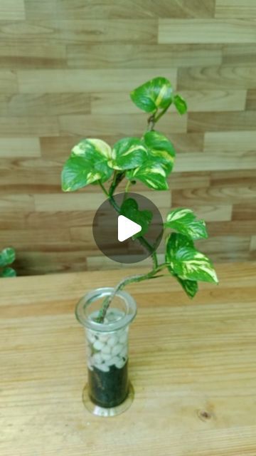 Glass Pot Decorating Ideas, House Plant Arrangements Ideas, How To Care For Pothos Plant, Propagating Pothos In Water, Home Arrangement Ideas, Pothos Plant Decor Ideas, Diy Plant Crafts, Money Plant Decor Ideas, Indoor Planting Ideas