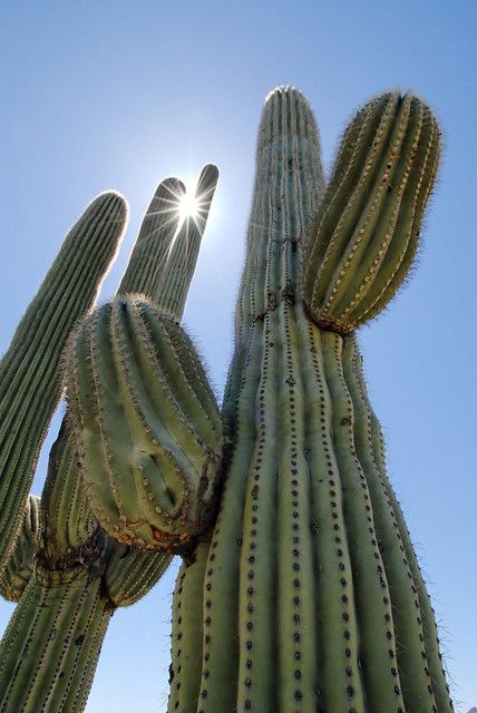 Cactus Backgrounds, Large Cactus, Cactus Pictures, Cactus Photography, Desert Aesthetic, Green Cactus, Saguaro Cactus, Plant Aesthetic, Desert Plants