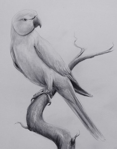 Indian Ringneck Parrot Drawing & Pencil Sketch JPG #pencil #sketch #jpg #drawing #art #birds Bird In A Tree Drawing, Pencil Art Drawings Birds, Pencil Drawings Birds, Sketch Of Parrot, Animals Pencil Sketch, Color Sketches Drawing, Parrot Drawing Pencil, Bird Sketch Realistic, Sky Drawing Pencil