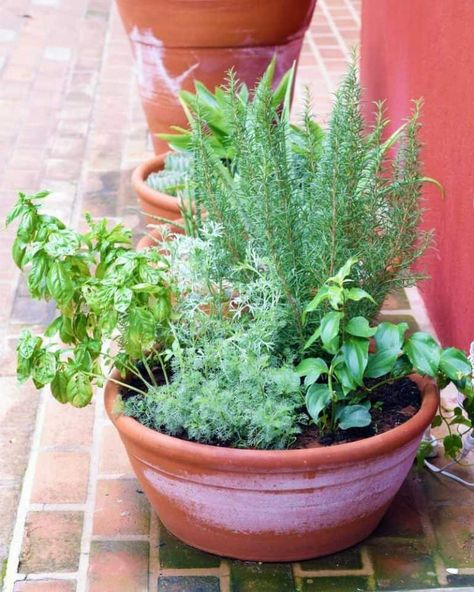 Don't make these herb companion planting mistakes! Discover herbs that grow well together in your container garden, pots, and raised beds! These tips for herbs that grow well together will help you understand companion planting for herbs so you can have a delicious and successful herb garden this year. Herb Porch Garden, Herb Planter Ideas Indoor Kitchen, Herb Pot Garden, Pot Gardening Ideas, Pots Of Herbs, Best Pots For Herbs, Potted Herbs Outdoor, Herbs In Containers Pots, Multi Herb Planter