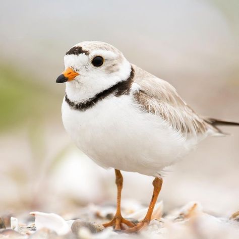 Roger Tory Peterson Institute on Instagram: "Efforts are ramping up in Connecticut, and other coastal regions, to anticipate the breeding season of Piping Plovers and other nesting shorebirds. @rtpinstitute is apart of the Audubon Alliance for Coastal Waterbirds, a collective effort to help Connecticut’s shorebirds and their habitat. The other great thing about this photo is it will be in our story to screenshot, you can than use it for a phone wallpaper or lock screen, for your @apple, @samsung Piping Plover Art, Piping Plover, Coastal Birds, Shorebirds, Piping, Wild Birds, Connecticut, Beach Life, Birds