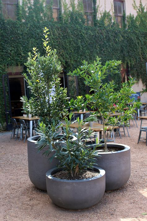 Small Garden Pots, Courtyard Plants, Small Garden Landscape, Small Courtyard Gardens, Courtyard Gardens Design, Potted Plants Outdoor, Patio Plants, Outdoor Gardens Design, The Courtyard