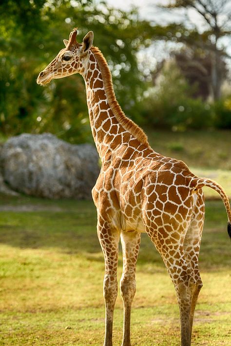 African Animals Photography, Giraffe Photography, Giraffe Images, Giraffe Photos, Giraffe Pictures, Land Animals, Wild Animals Photos, Sweet Pictures, Walking Tall