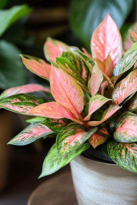 Chinese Evergreen (Aglaonema) is a stunning and easy-care addition to any indoor space! 🌿🏡 With its beautifully variegated leaves and robust nature, this plant is a delightful blend of elegance and resilience. Quick to adapt to various light conditions and bursting with air-purifying benefits, Chinese Evergreen is perfect for brightening up your home. 🌱✨ #ChineseEvergreen #Aglaonema #IndoorPlants #EasyCare #AirPurifying #GreenHome #PlantLover Aglaonema Chocolate, Aglaonema Pink, Chinese Evergreen Plant, Plant Vegetables, Plant Goals, Chinese Evergreen, Custom Wall Murals, Air Purifying, Custom Wall