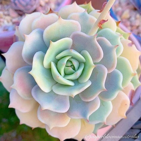 Succulents Arrangements, Cool Succulents, Funny Vine, Succulents Pots, نباتات منزلية, Succulent Garden Diy, Propagating Succulents, Pink Plant, Succulent Gardening