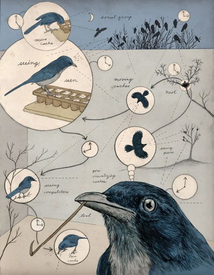 Bird Infographic, Ecosystem Illustration, Biological Illustration, Animal Infographic, Bird Brain, Data Visualization Design, Infographic Poster, Bird Graphic, Architecture Concept Drawings