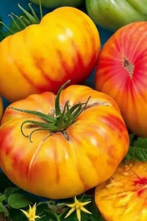 This Best Tasting Tomatoes, Heirloom Tomatoes Varieties, Growing Tomato, Seed Raising, Growing Tomato Plants, Heirloom Tomato Seeds, Garden Plot, Varieties Of Tomatoes, Beefsteak Tomato