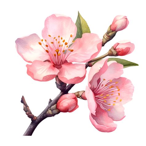 Cherry Blossom Flowers Watercolor Clipart AI Generated Cherry Blossom Botanical Illustration, Watercolor Flowers Tattoo, Cherry Blossom Flower Drawing, Cherry Blossom Clip Art, Watercolor Art Flowers, Water Colour Flower, Cherry Blossom Illustration, Cherry Blossom Images, Cherry Blossom Drawing