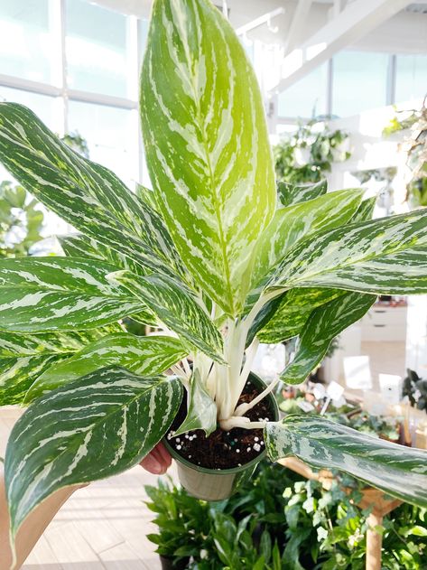 Evergreen Perennials, Leaf Canopy, Mall Ideas, Chinese Evergreen Plant, Plant Wishlist, Chinese Evergreen, Plant Ideas, Beautiful Plants, Plant Aesthetic