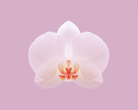 Desktop Wallpaper Hd 1080p, Orchid Wallpaper, Beach Core, Exotic Orchids, Cute Desktop Wallpaper, Desktop Wallpapers Backgrounds, Wild Orchid, Pink Orchids, Pc Wallpaper