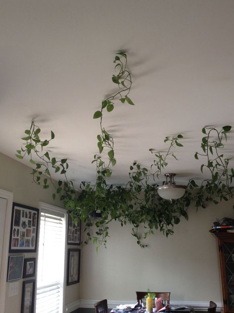 Hanging vine plants across the ceiling. Use hanging hooks ... #hangingplantideas #gardenideas Fake Hanging Plants, Plants Hanging, Aesthetic Bedroom Ideas, Fake Plants Decor, Hanging Plants Indoor, Hanging Vines, Bedroom Plants, House Plants Decor, Room With Plants