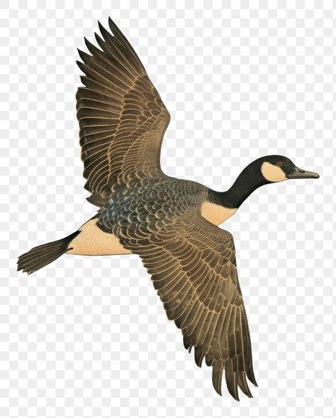 Goose Illustration Vintage, Duck Flying Tattoo, Goose Line Art, Geese Illustration, Goose Flying, Duck Vector, Goose Illustration, Duck Flying, Flying Goose