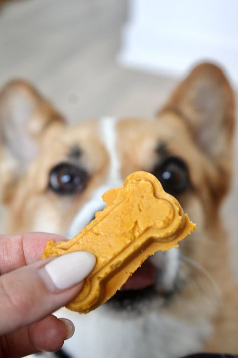 Pumpkin Dog Treats Recipe, Peanut Butter Pumpkin Dog Treats, Dog Treats Recipe, Cbd Dog Treats, Dog Treats Grain Free, Peanut Butter Pumpkin, Peanut Butter Dog Treats, Wholesome Snacks, Pumpkin Dog Treats