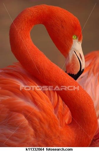 Striking coloration! Head Photography, Greater Flamingo, Red Flamingo, Flip Image, Live Oak Trees, Flamingo Art, Free Art Prints, Bird Art Print, Animal Heads