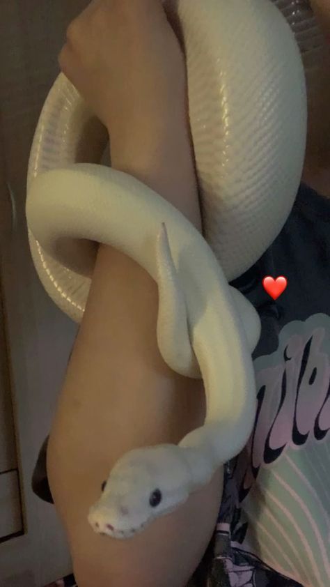 Rare Ball Python, Snake Astethic, Non Venomous Pet Snakes, Best Pet Snakes For Beginners, Cute Reptiles Snake, Cute Snake Aesthetic, Snake Hides Diy, Cool Pets To Own, Pet Snake Aesthetic