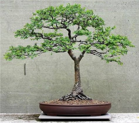 Ficus Bonsai Tree, Chinese Elm Bonsai, Chinese Tree, Elm Bonsai, Bonsai Mini, Bonsai Tree Care, Bonsai Techniques, Indoor Bonsai Tree, Bonsai Ideas