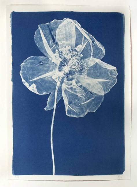 Cyanotype Poppy Sun Printing, Sun Prints, Arte Inspo, Wallpaper Vintage, Monoprint, Pics Art, Art And Illustration, Art Plastique, A Flower