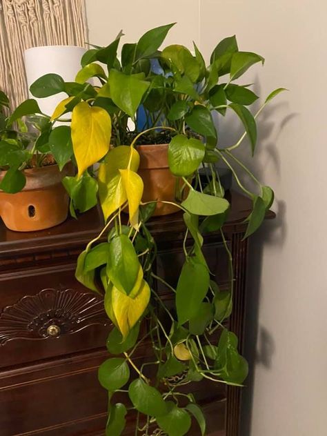 Green pothos plant drooping with yellow leaves Plants Over Doorway, How To Get Pothos To Vine, Why Is My Pothos Turning Yellow, House Plant Care Tips, How To Trim Pothos Plant, Yellow Leaves On Pothos, Indoor Pothos Trellis, Exotica Pothos Plant, Large Pothos Indoor