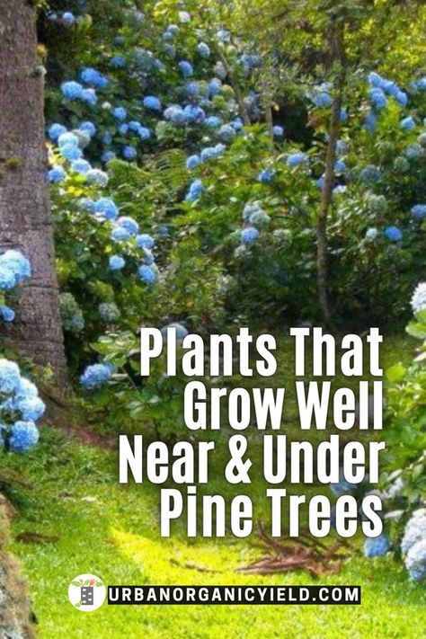 Pine Trees In Garden, Landscape With Pine Trees, Flowers That Grow In The Woods, Front Yard Pine Tree Landscaping Ideas, Garden Pine Trees, Garden Beds Around Trees, Pine Tree Front Yard Landscaping Ideas, House In Pine Trees, Woodland Flower Garden