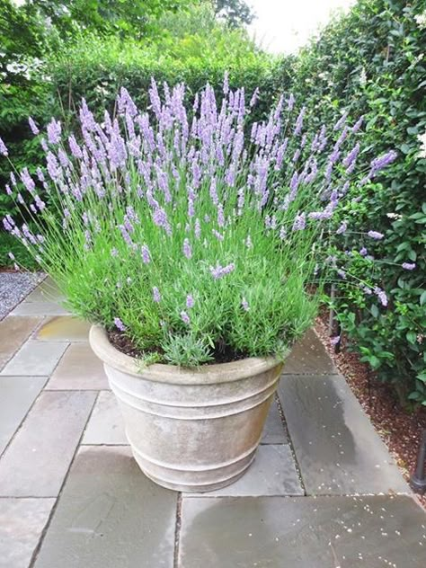 Front Door Plants, Potted Plants Patio, Potted Lavender, Growing Lavender, Potted Plants Outdoor, Garden Plant Pots, Patio Pots, Areas Verdes, Container Gardening Flowers