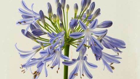 What To Plant When, Agapanthus Plant, Plant Bulbs, Garden Calendar, Chestnut Trees, English Country Gardens, Dark Flowers, House Exteriors, Prime Time