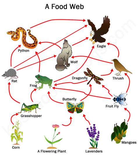 Food Chains Anchor Chart, Food Webs Projects, Food Chain Diagram, Food Chain Game, Food Chains And Food Webs, Science Food Chains, Food Chain Activities, Food Chain Worksheet, Food Web Activities