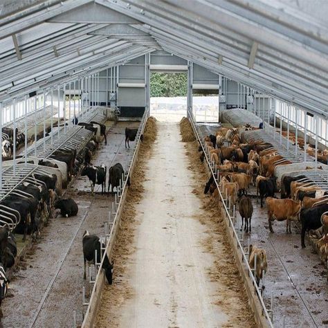 Cattle Farming Layout, Cattle Barn Designs, Show Cattle Barn, Cow Shed Design, Cattle Housing, Milking Cows, Abandoned Farmhouse, Barn Layout, Cows Farm