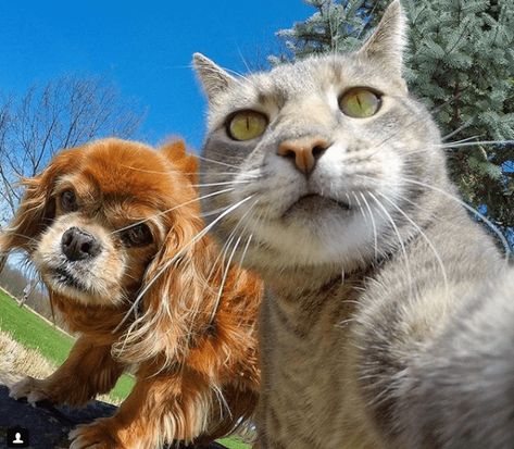 Manny, The 'Selfie Cat' Takes Impressive Photos of Himself With a GoPro Camera - I Can Has Cheezburger? Taking Cat, Cat Expressions, Laughing Cat, Cat Selfie, Pretty Dogs, Cat And Dog, Funny Cute Cats, Crazy Cat, Cute Cats And Dogs