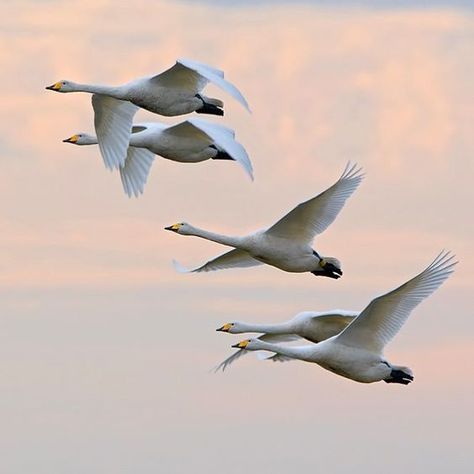 Goose Flying, Flying Goose, Migrating Birds, Snow Goose, Bird Migration, White Goose, Look At The Sky, Oceanography, Bird Artwork