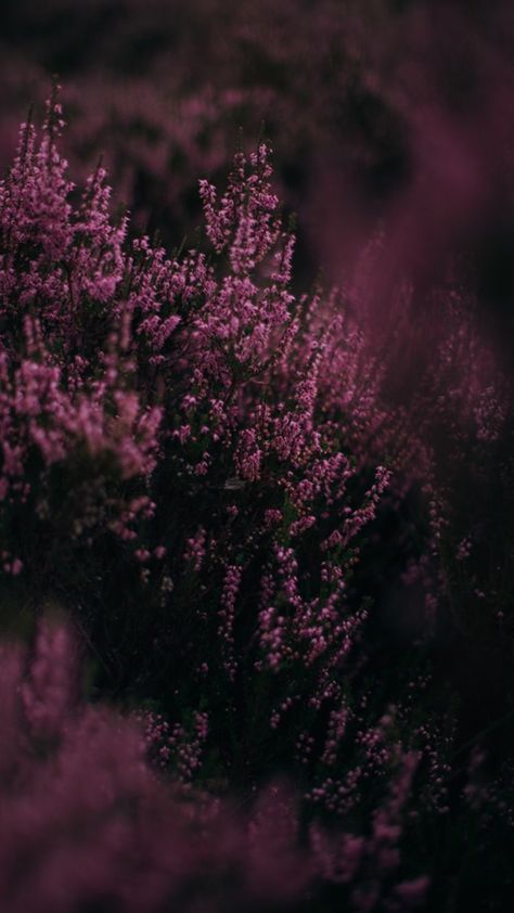 Blackberry Color Aesthetic, Plum Color Aesthetic, Deep Pink Aesthetic, Mauve Aesthetic, Blackberry Color, Compass Art, Violet Aesthetic, Dark Mauve, Wallpaper Nature Flowers