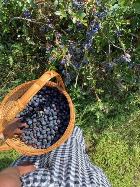 #momanddaughter #cottagecoreaesthetic #cottagecore #slowliving #blueberries #blueberrypicking #blueberryfield #summerbucketlist Vision Board Cottagecore, Blueberry Picking Pictures, Fruit-picking Aesthetic, Picking Fruit Aesthetic, Slow Living Aesthetic Summer, Farm Core Aesthetic, Blueberry Picking Aesthetic, Berry Picking Photoshoot, Blueberry Picking Outfit