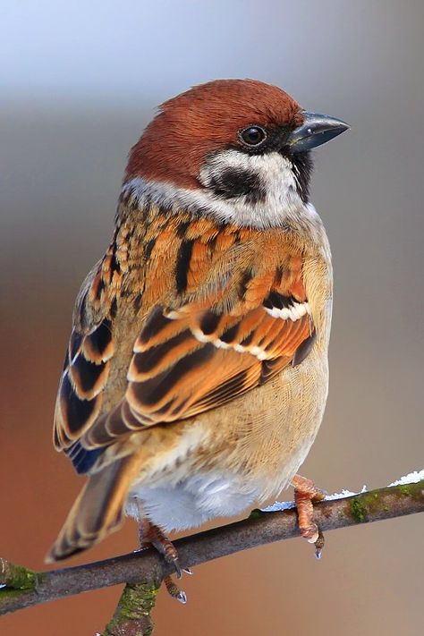 Tree Sparrow. Автор: Piotr Górny Sparrow Art, Bird Watercolor Paintings, Sparrow Bird, Bird Wallpaper, Airbrush Art, Nature Birds, Bird Pictures, Birds Tattoo, Bird Drawings