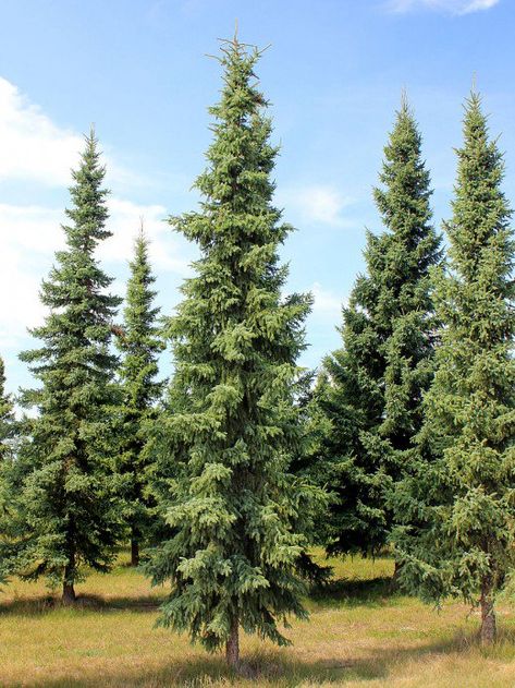 Black spruce trees are one of the best options for privacy screens due to their dense leaves. Evergreen Trees For Privacy, Crismas Tree, Trees For Privacy, Evergreen Landscape, Black Spruce, Privacy Trees, Columnar Trees, Backyard Trees, Landscaping Trees